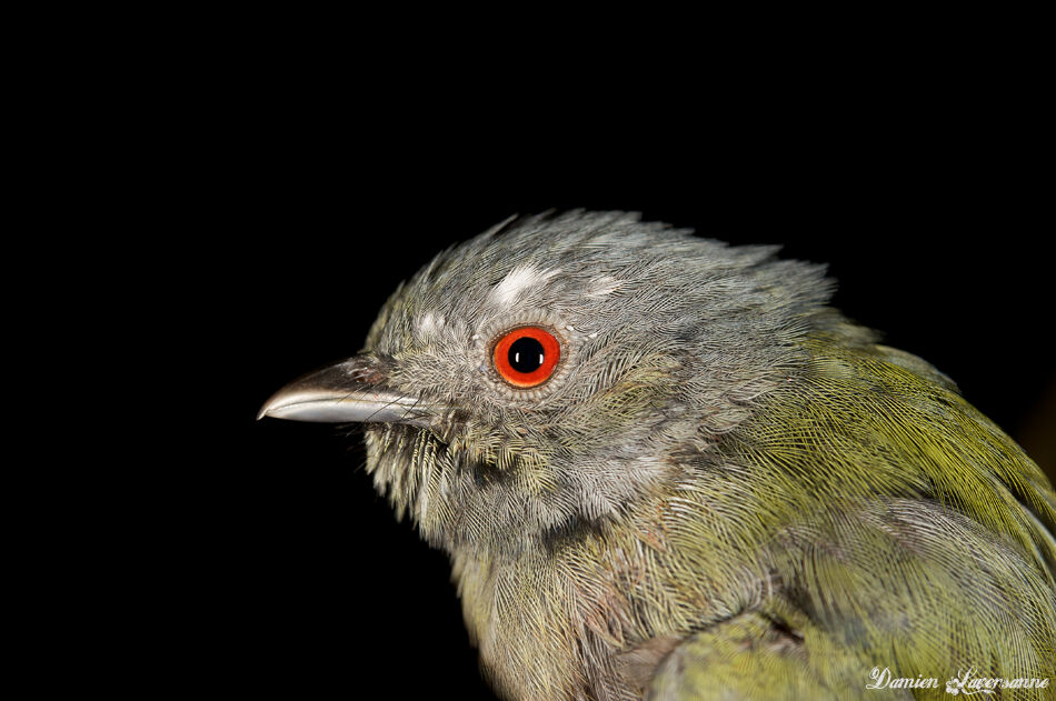 Manakin à tête blanche femelle immature