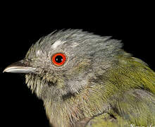 White-crowned Manakin