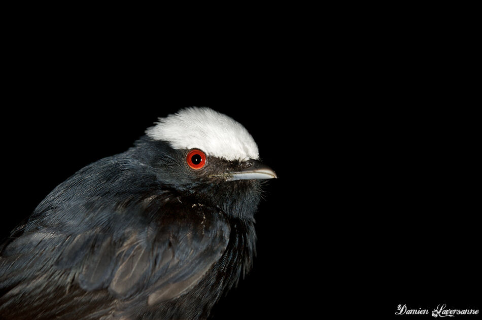 White-crowned Manakin male adult