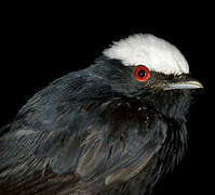 White-crowned Manakin