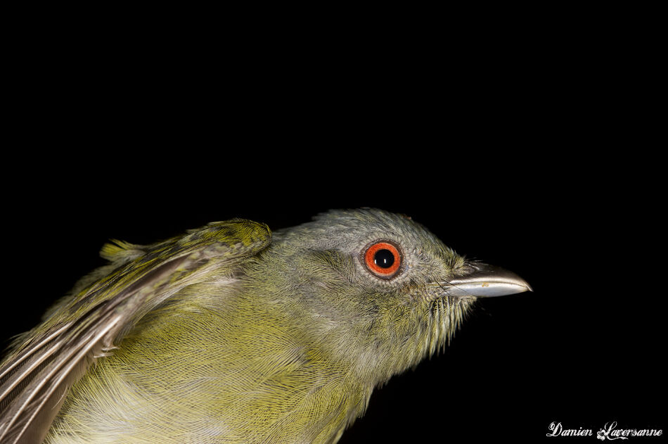 White-crowned Manakin female adult