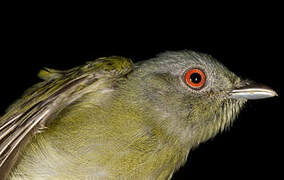 White-crowned Manakin