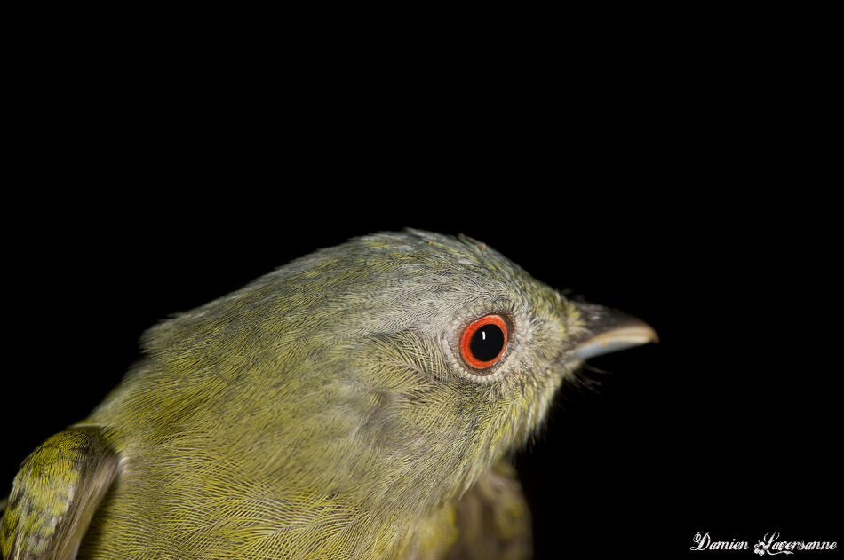 White-crowned Manakin female adult