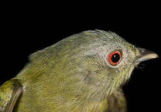 Manakin à tête blanche