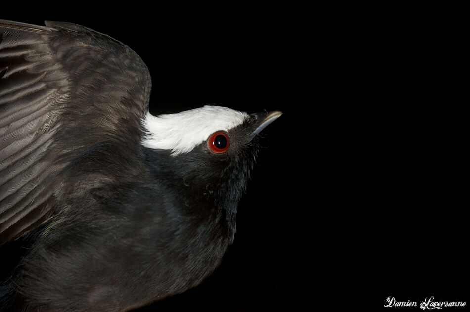 Manakin à tête blanche mâle adulte