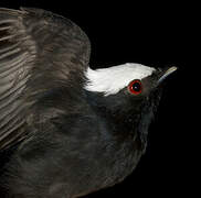 White-crowned Manakin