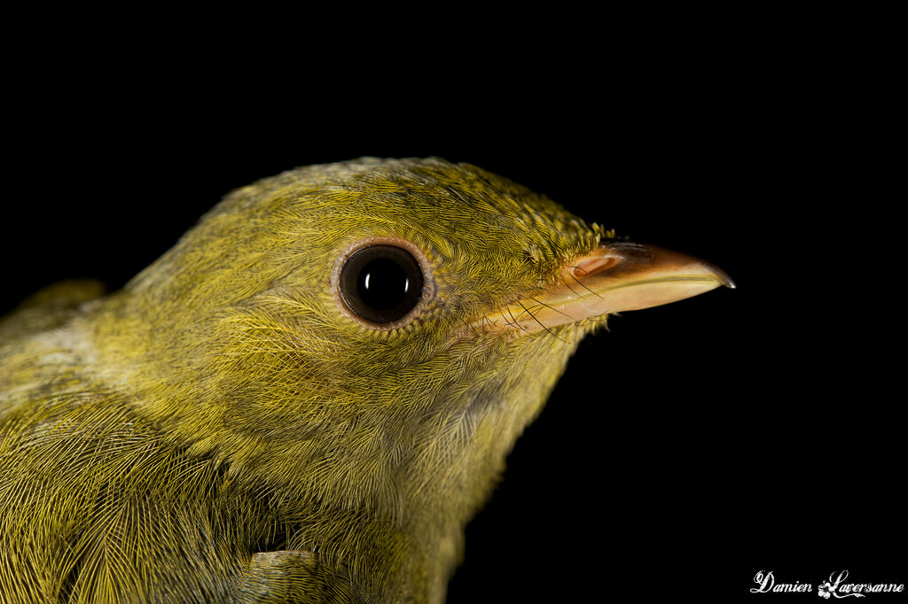 Manakin à tête d'or femelle