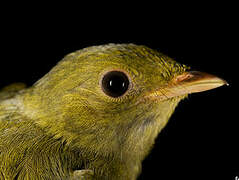 Golden-headed Manakin