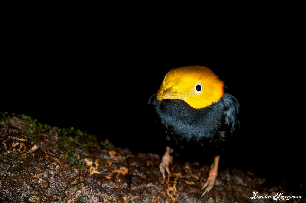 Manakin à tête d'or