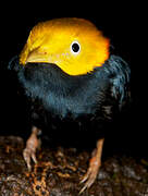 Golden-headed Manakin