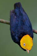 Golden-headed Manakin