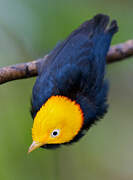 Golden-headed Manakin