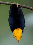 Golden-headed Manakin