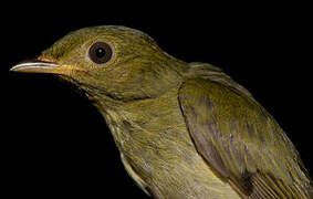 Golden-headed Manakin