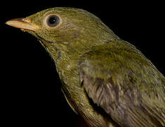 Golden-headed Manakin