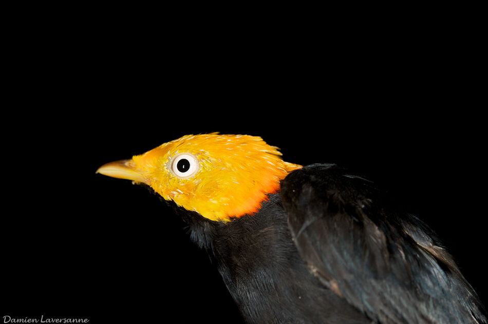 Manakin à tête d'or mâle