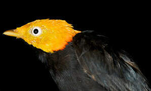 Golden-headed Manakin