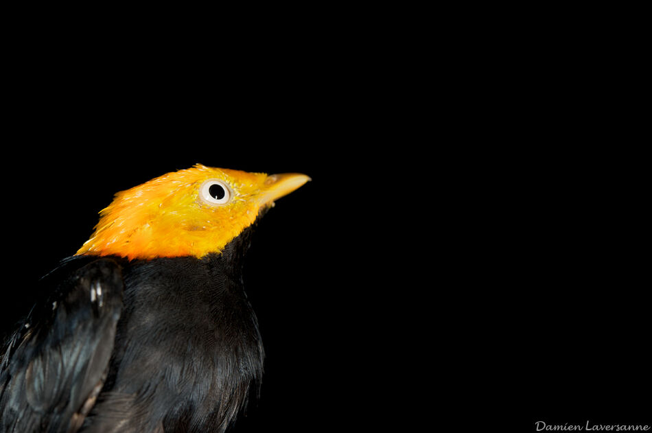 Manakin à tête d'or femelle