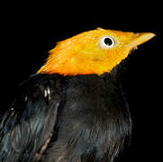 Golden-headed Manakin