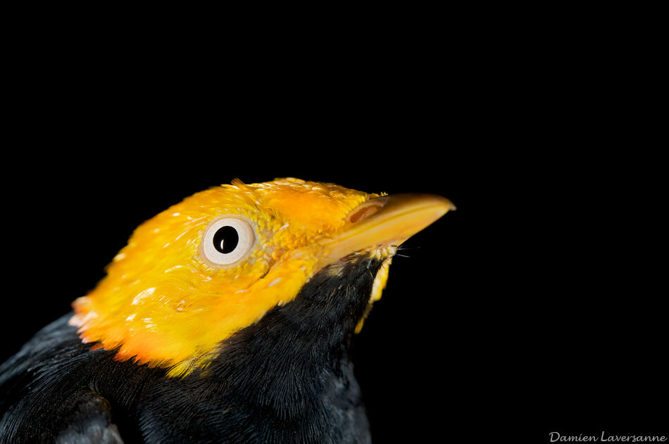 Manakin à tête d'or mâle