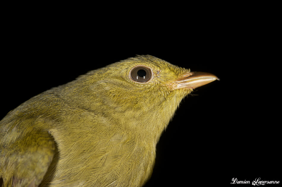 Manakin à tête d'or mâle immature