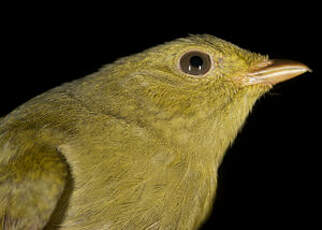 Manakin à tête d'or