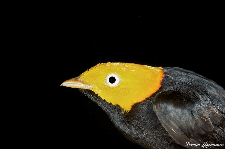 Golden-headed Manakin male adult