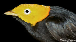 Golden-headed Manakin