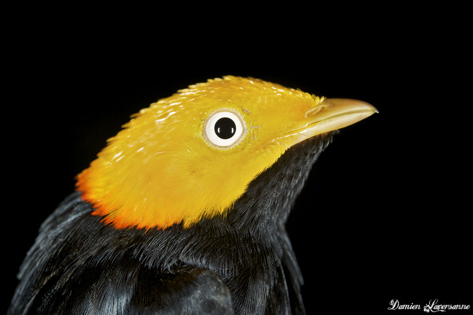 Manakin à tête d'or mâle adulte