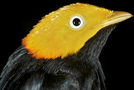 Golden-headed Manakin