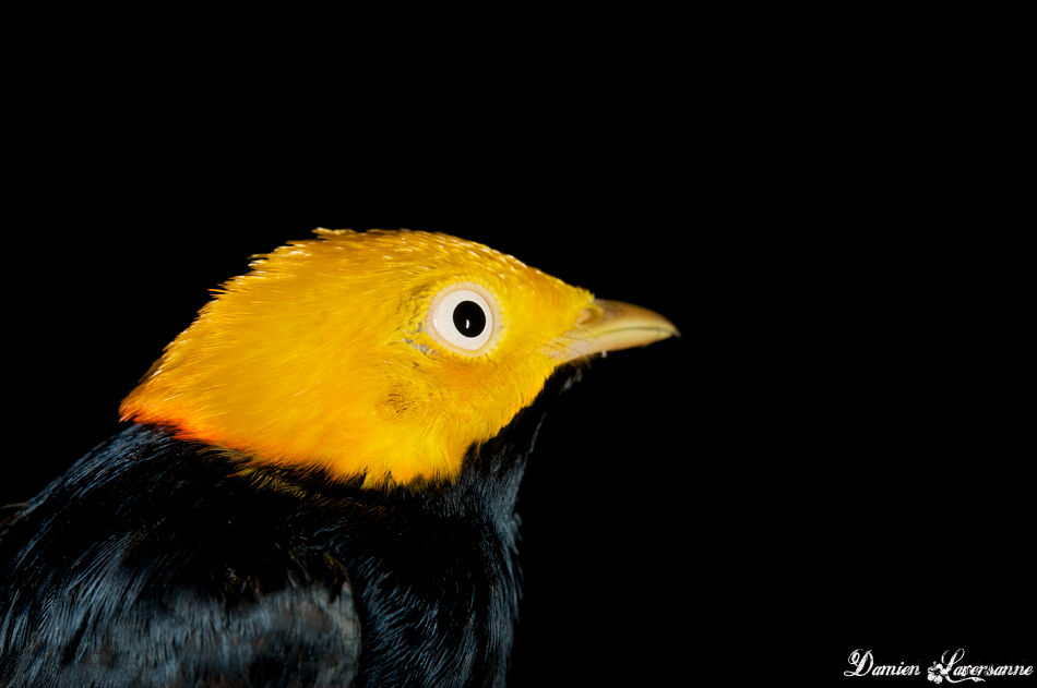 Golden-headed Manakin