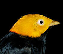 Golden-headed Manakin