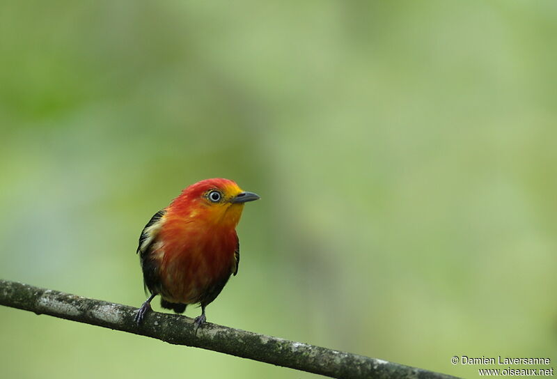 Crimson-hooded Manakin