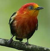 Crimson-hooded Manakin