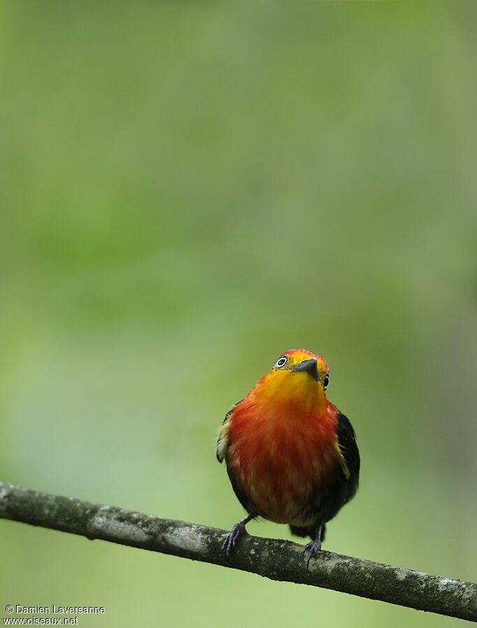 Crimson-hooded Manakin