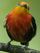 Crimson-hooded Manakin