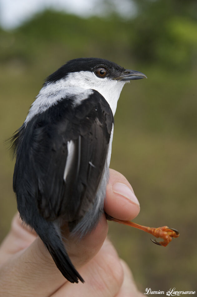 White-bearded Manakin male