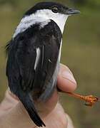 White-bearded Manakin