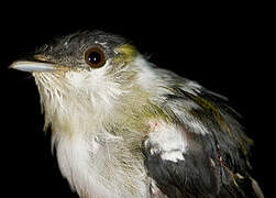 White-bearded Manakin