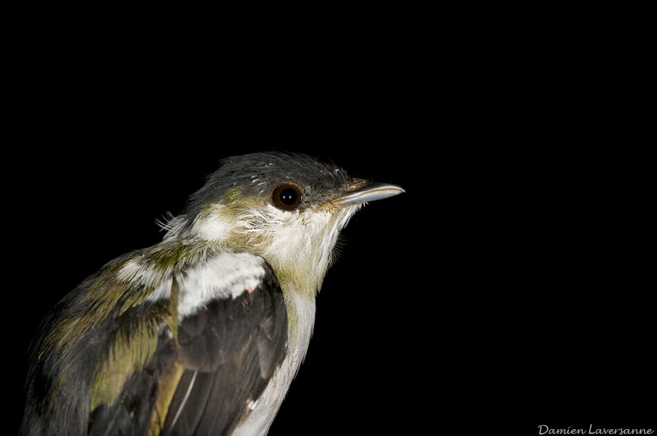 White-bearded Manakin