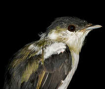 White-bearded Manakin