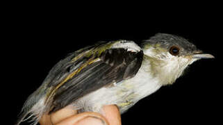 White-bearded Manakin