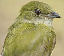 White-bearded Manakin