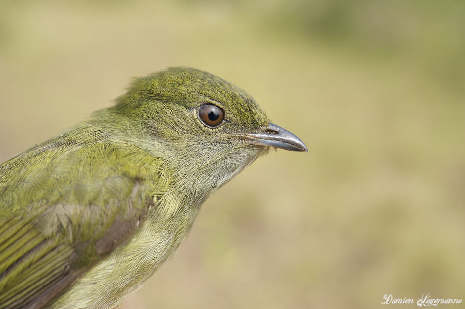 White-bearded Manakin female