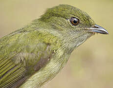 White-bearded Manakin