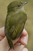 White-bearded Manakin