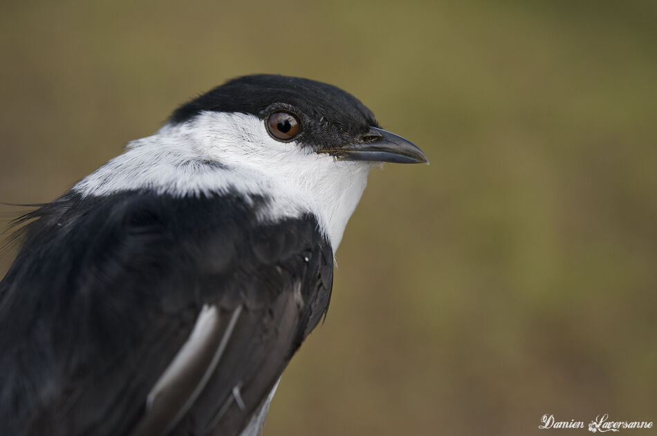 White-bearded Manakin male