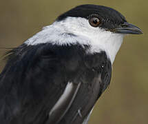 White-bearded Manakin