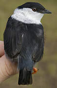 White-bearded Manakin