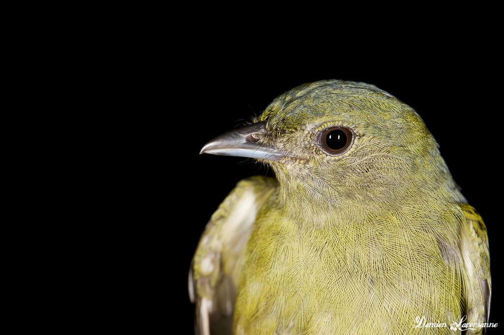 Black Manakin